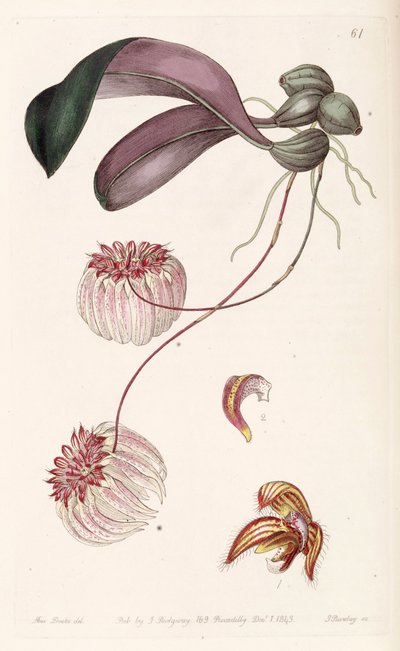 Bulbophyllum Auratum (as syn. Cirrhopetalum Auratum) by Miss Drake